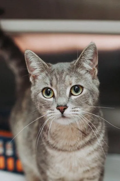 A Gnocchipounce Cat Cafe thumbnail 3