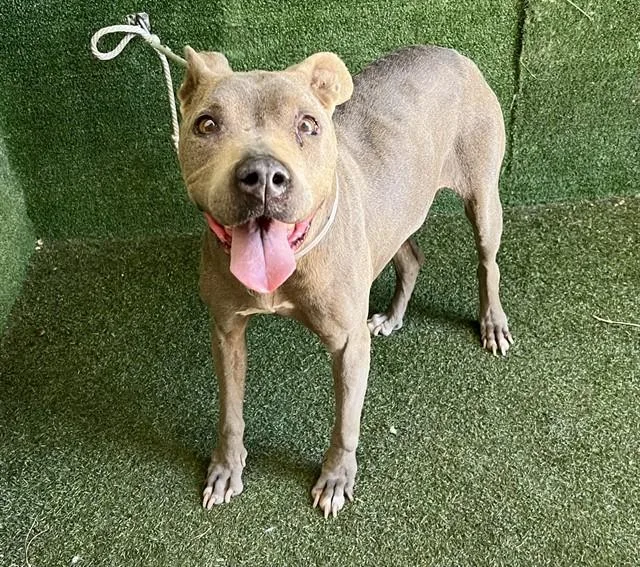 A senior medium-sized female Pit Bull Terrier dog named Lilo for adoption in Lancaster, CA