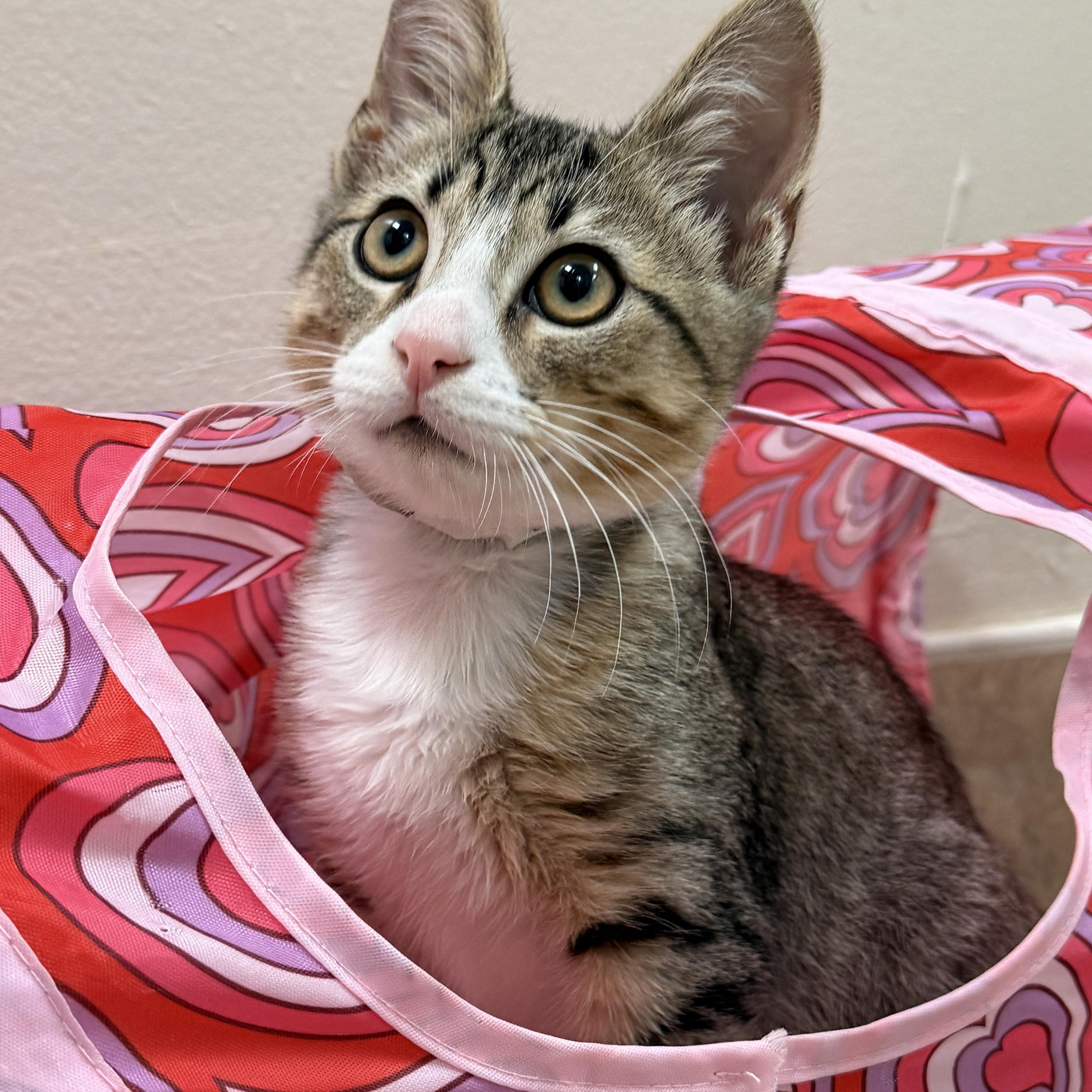 A baby medium-sized male Tabby (Buff / Tan / Fawn) Domestic Short Hair cat named Lime for adoption in Calera, AL
