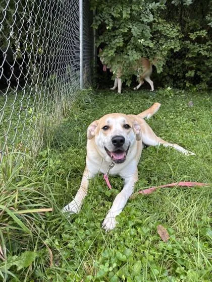 A young large-sized male Golden German Shepherd Dog dog named Sam for adoption in Lafayette, IN