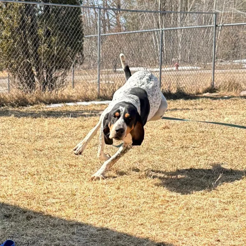 A young large-sized male Bluetick Coonhound dog named Banner for adoption in Crandon, WI