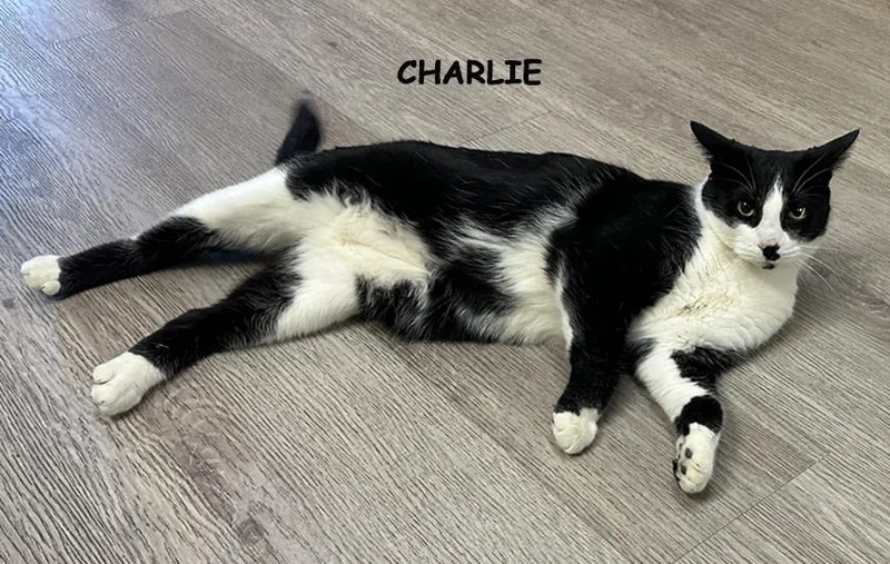 Charlie Ms thumbnail 2