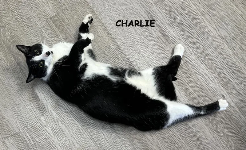 Charlie Ms thumbnail 3