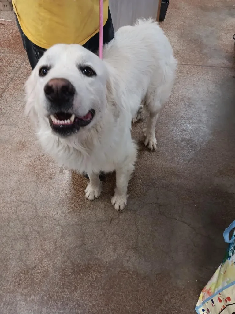 A young large-sized male Great Pyrenees dog named Falkor for adoption in Brownwood, TX