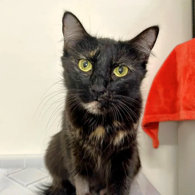 Sprinkles thumbnail 2