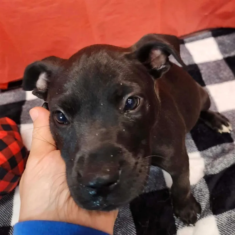 A baby small-sized female Black Mixed Breed dog named Pumpernickel for adoption in Beckley, WV