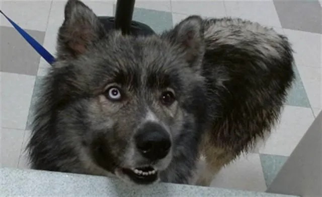 An adult extra large-sized male Siberian Husky dog named Luca for adoption in Oklahoma City, OK