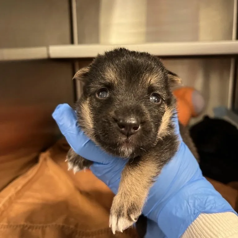 North Star thumbnail 2