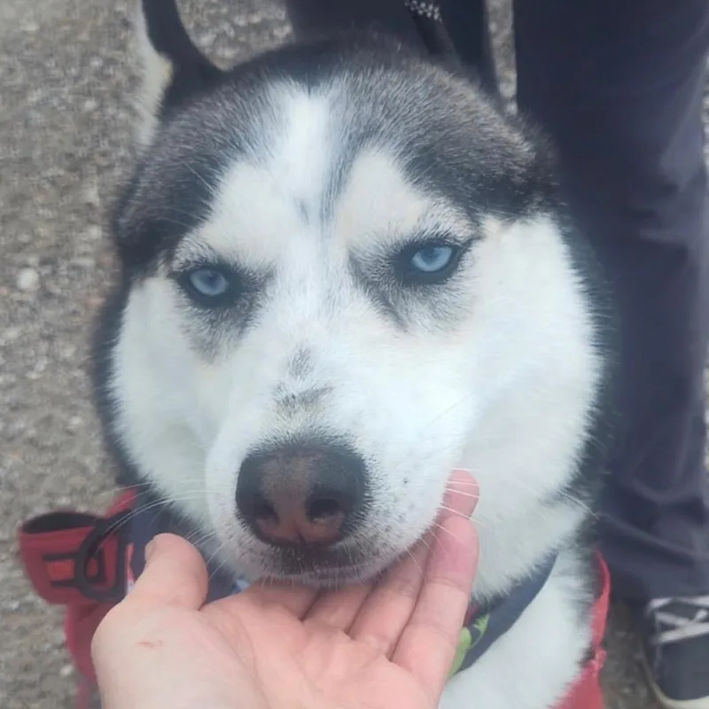 Kovu