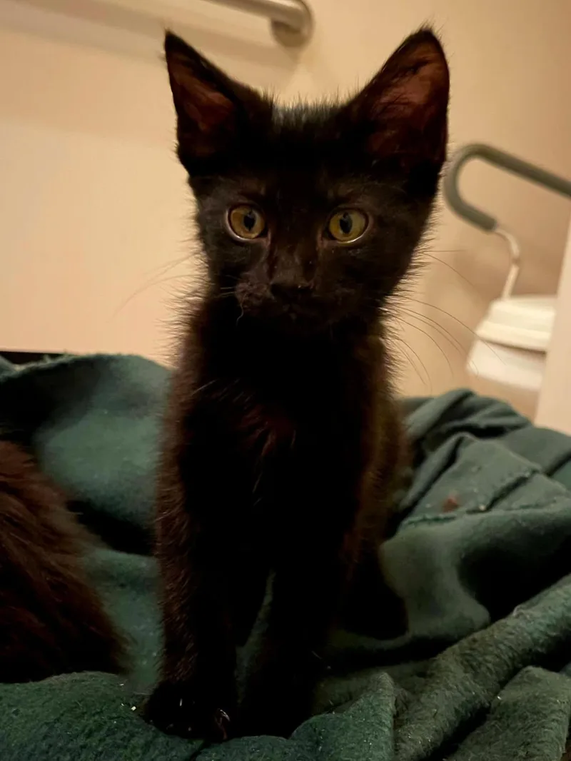 A baby medium-sized female Black Domestic Short Hair cat named Wren for adoption in Johnson City, TN