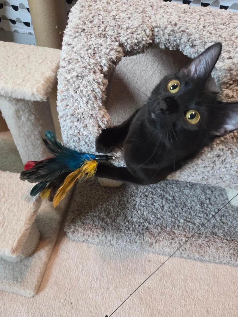 A young medium-sized female Domestic Medium Hair cat named Zeppy for adoption in Plainfield, IL