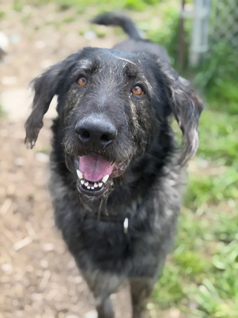 An adult large-sized male Irish Wolfhound dog named Knox for adoption in Olean, NY