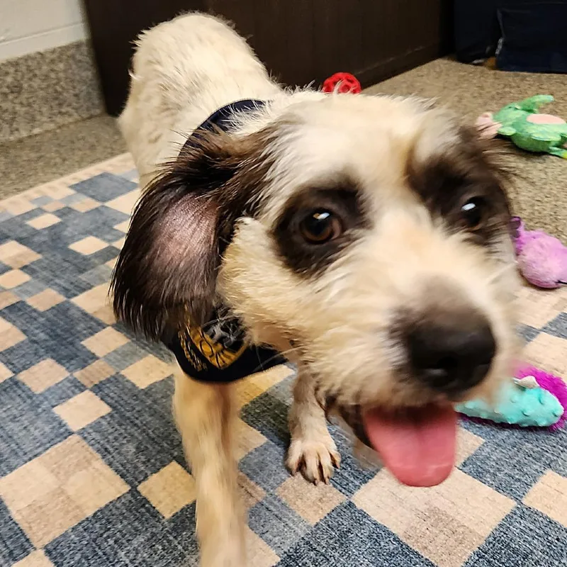 An adult medium-sized female Black Terrier dog named Cookie for adoption in Falls Church, VA