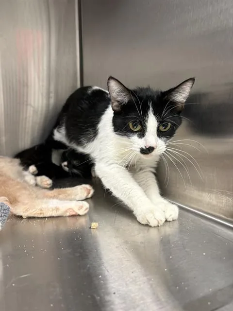 An adult small-sized female Domestic Short Hair cat named Stash for adoption in Indianapolis, IN