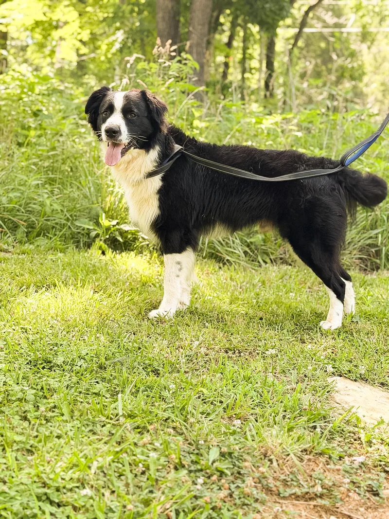 A young large-sized male Black Great Pyrenees dog named MagnusTransport for adoption in Gradyville, KY