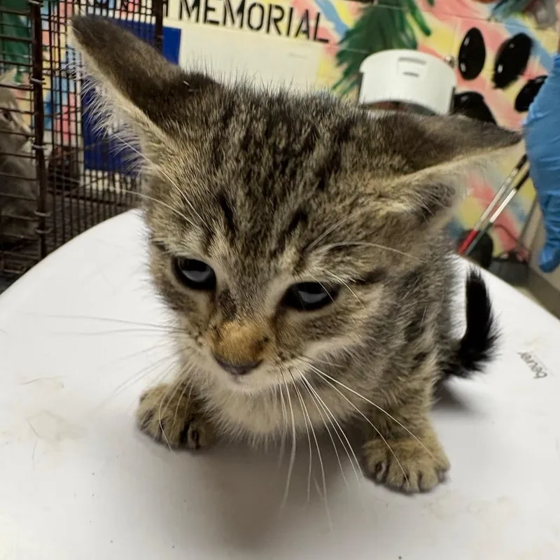 A baby small-sized female Brown / Chocolate Domestic Short Hair cat named Poppy for adoption in Lufkin, TX