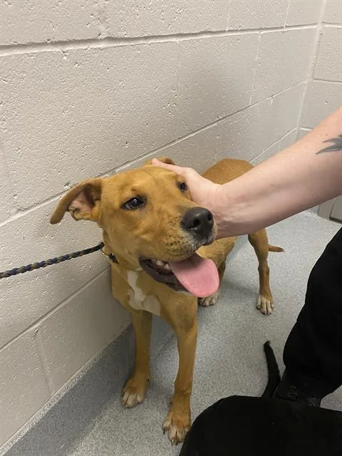 A young small-sized female Labrador Retriever dog named Frito for adoption in Indianapolis, IN