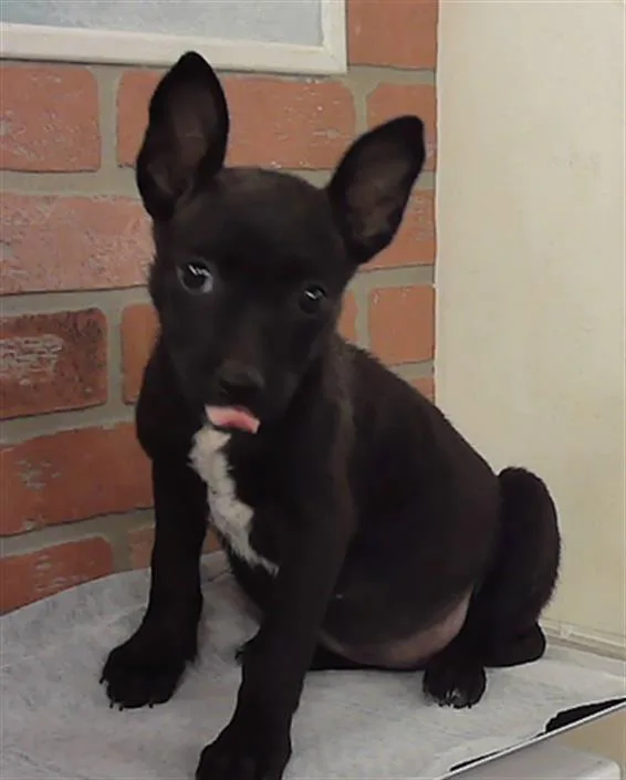 A baby small-sized female Staffordshire Bull Terrier dog named A for adoption in Houston, TX