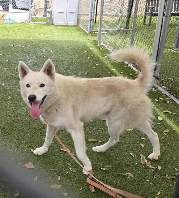 An adult medium-sized male Husky dog named Cheetos for adoption in Downey, CA