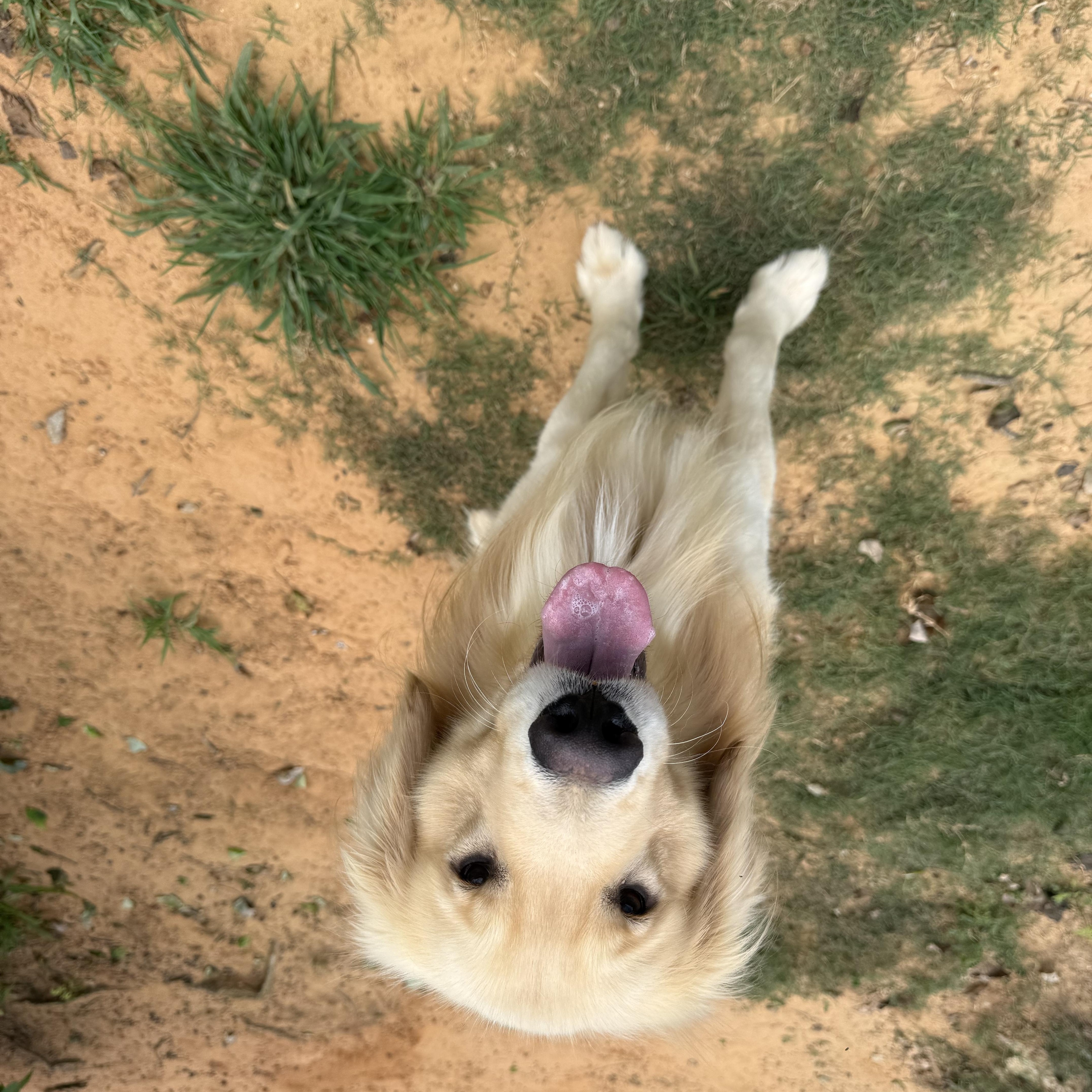 A young large-sized male Yellow / Tan / Blond / Fawn Golden Retriever dog named Oakley for adoption in New Canaan, CT