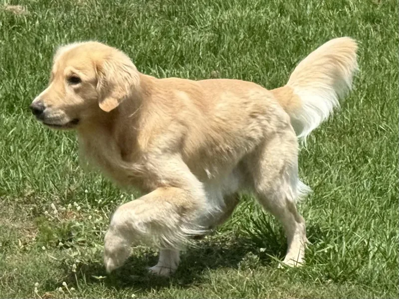 Oakley thumbnail 3