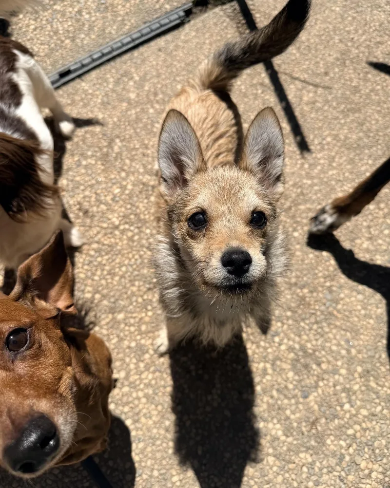 A baby small-sized female Cairn Terrier dog named Foxy for adoption in Penryn, CA