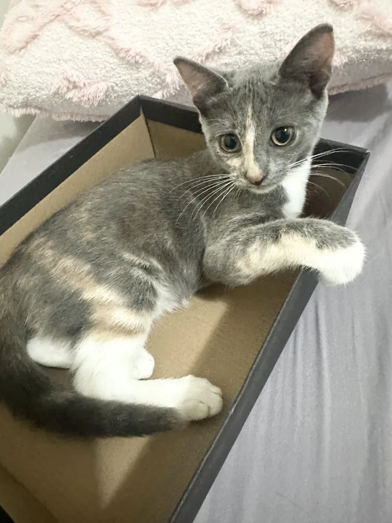 A baby small-sized female Dilute Calico cat named Nini for adoption in New York, NY