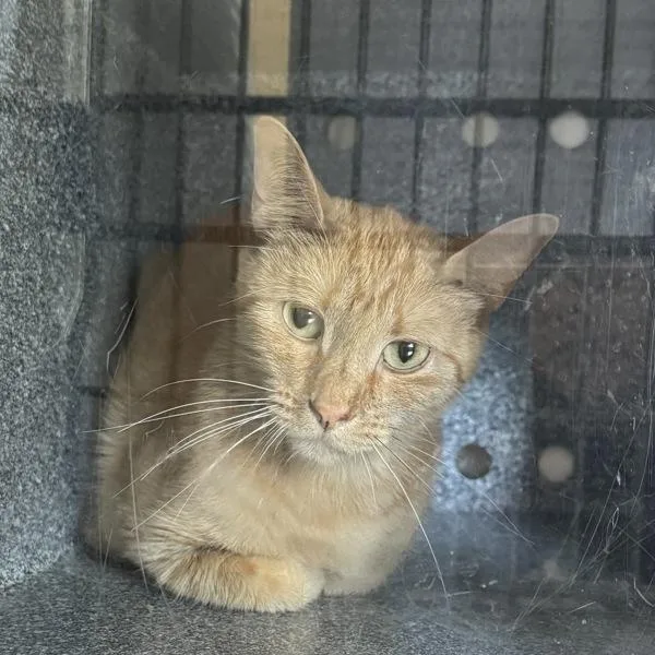 An adult small-sized female Domestic Short Hair cat named Tessa for adoption in Des Moines, IA