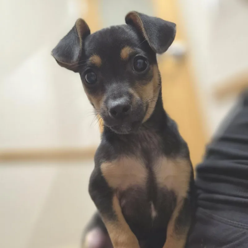 A baby small-sized female Black Chihuahua dog named Raven for adoption in Woodstock, IL