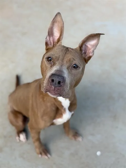 An adult medium-sized female Pit Bull Terrier dog named Cocoa for adoption in Charlotte, NC