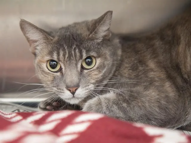 A young small-sized female Domestic Short Hair cat named Sugar for adoption in Phoenix, AZ