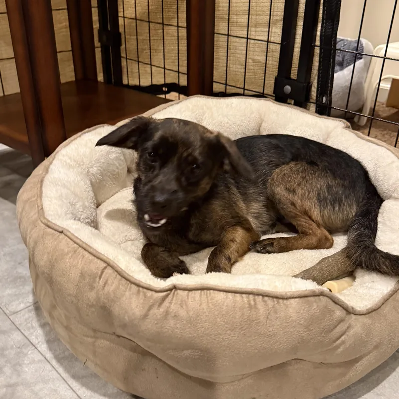 An adult small-sized male Beagle dog named Louie for adoption in Chalfont, PA