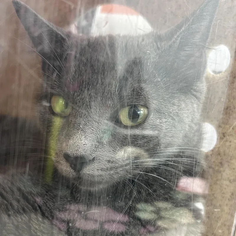 An adult medium-sized female Gray / Blue / Silver Domestic Short Hair cat named Michi for adoption in Philadelphia, PA