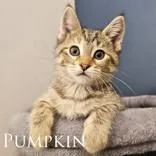 A baby medium-sized female Brown / Chocolate Domestic Short Hair cat named Pumpkin for adoption in Dodgeville, WI
