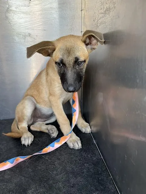 A young small-sized female German Shepherd Dog dog named Thirteen for adoption in Pearland, TX
