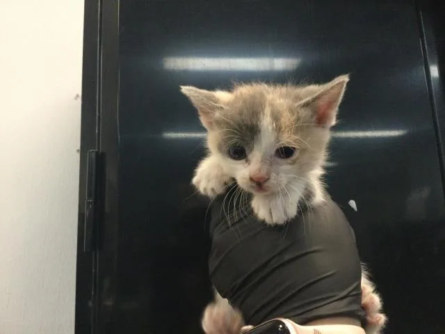A baby small-sized female Domestic Short Hair cat named Lily for adoption in Thousand Palms, CA