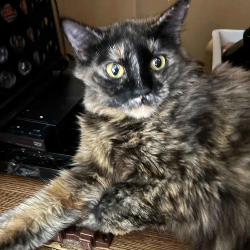 A young small-sized female Tortoiseshell cat named Missie for adoption in Melrose, MA