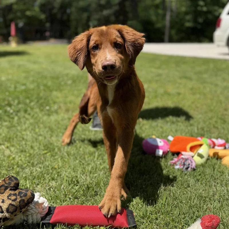 A baby medium-sized male Australian Shepherd dog named Oscar for adoption in Locust Fork, AL