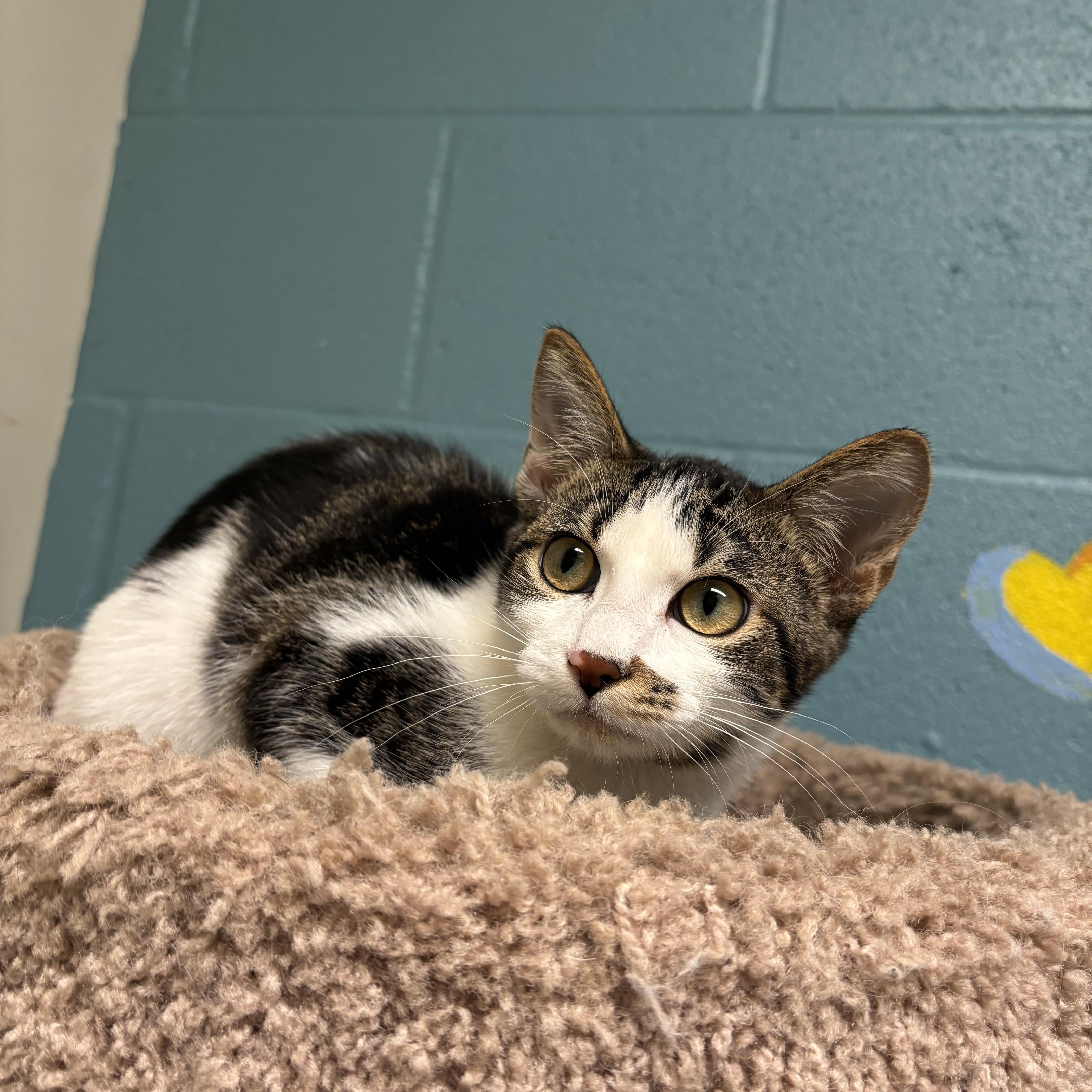 A baby medium-sized male Domestic Short Hair cat named Coconut for adoption in Gladstone, MO