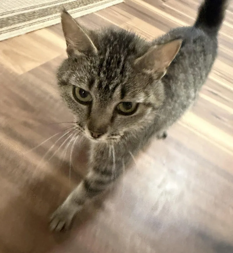 A young medium-sized female Domestic Short Hair cat named Babette for adoption in Crossville, TN