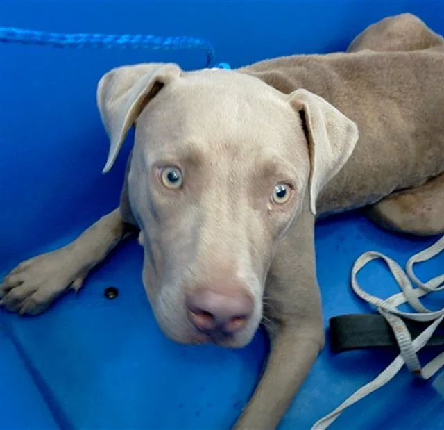 A young large-sized male Mixed Breed dog named Grover for adoption in Dallas, TX