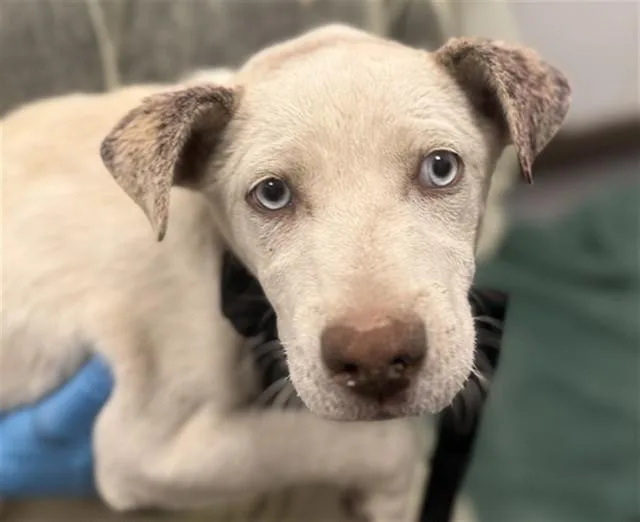 A baby small-sized male Siberian Husky dog named Roo for adoption in Tucson, AZ