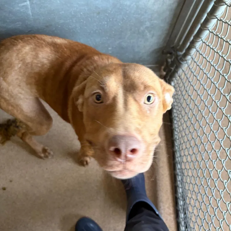 An adult medium-sized female Red / Chestnut / Orange Pit Bull Terrier dog named Minnie for adoption in Ardmore, OK