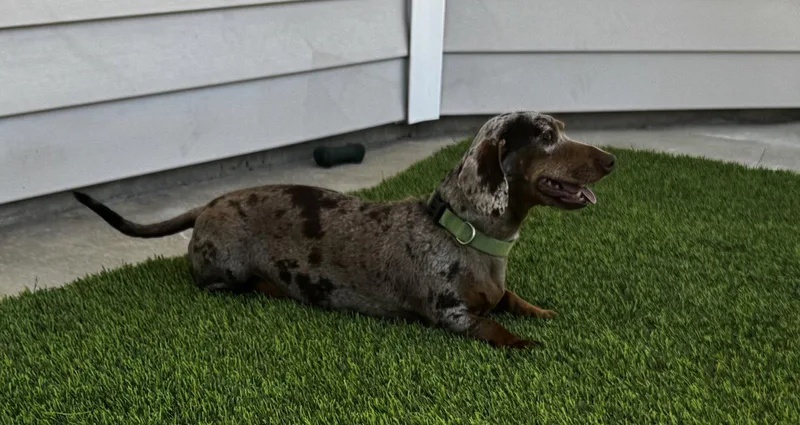 An adult small-sized female Dachshund dog named Muffin for adoption in Hesperia, CA