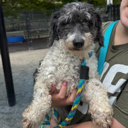 An adult small-sized male Miniature Poodle dog named Hardy for adoption in Philadelphia, PA