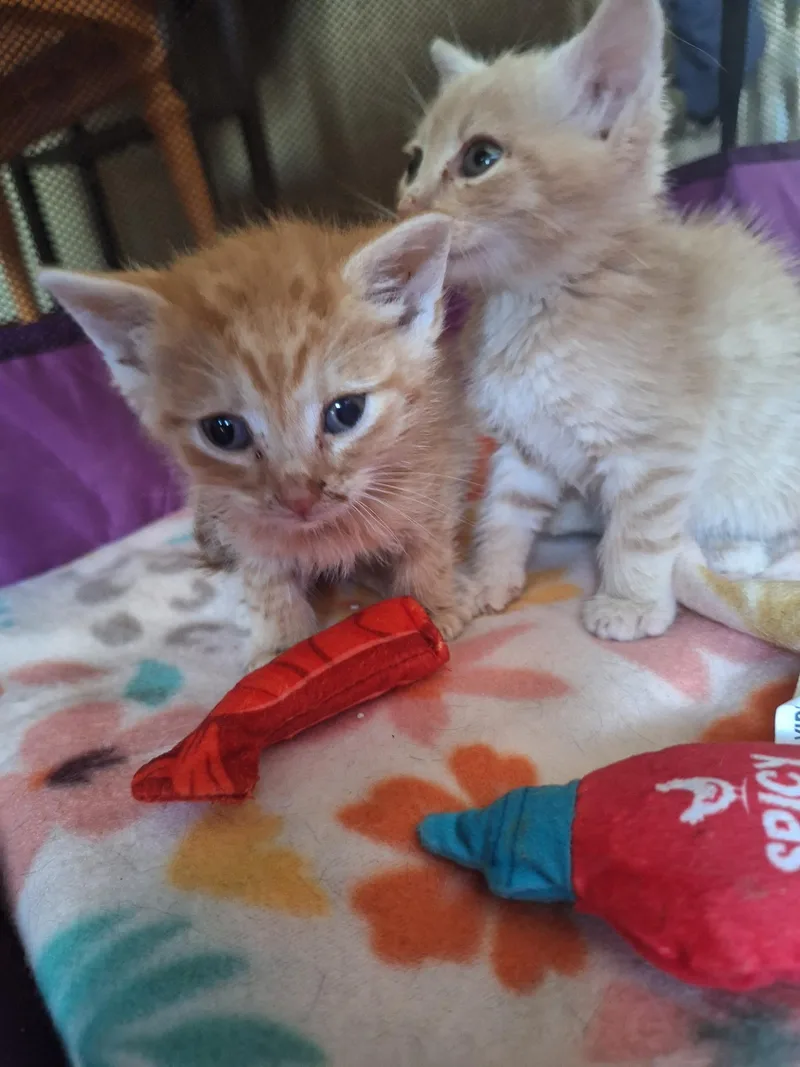 A baby small-sized male Orange & White Domestic Short Hair cat named Alice and Ralph for adoption in Turnersville, NJ