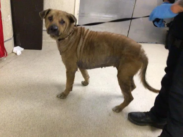 An adult large-sized female Labrador Retriever dog named Abigail for adoption in Riverside, CA