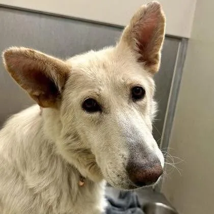 An adult large-sized female White / Cream Shepherd dog named Willow for adoption in Wichita, KS