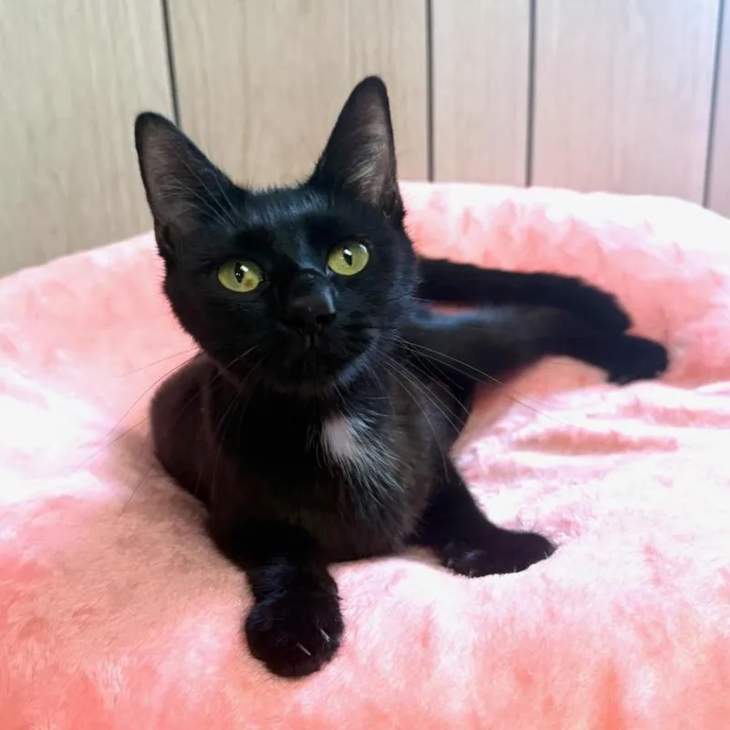 A young medium-sized female Black Domestic Short Hair cat named Goldie for adoption in Greensburg, PA