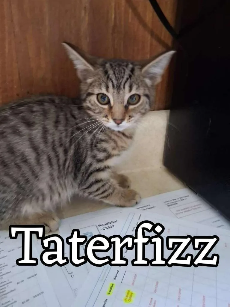 A baby small-sized male Domestic Short Hair cat named Taterfizz for adoption in Hillsboro, OH